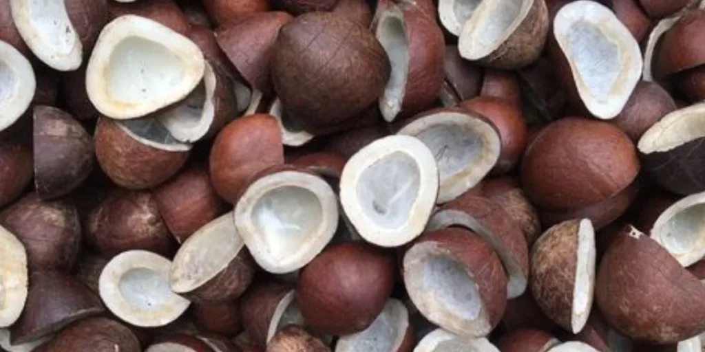 Copra Production Unit - Coconut Business Ideas