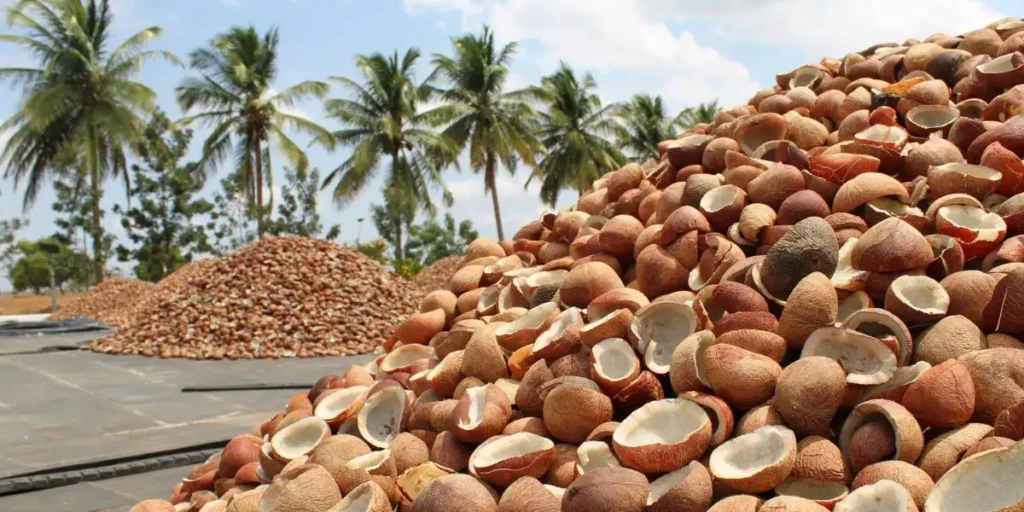 Dry Coconut Trading - Coconut Business Ideas