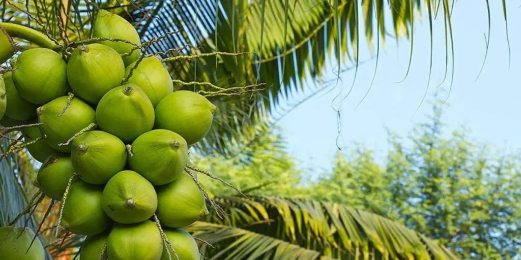 Organic Coconut Farming - Coconut Business Ideas