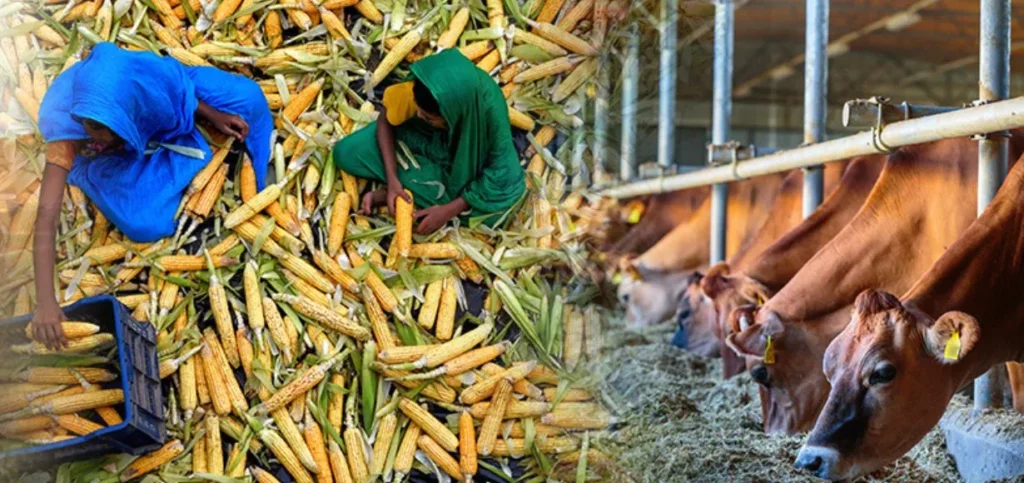 Business Ideas in Punjab - AgroFood Processing Unit