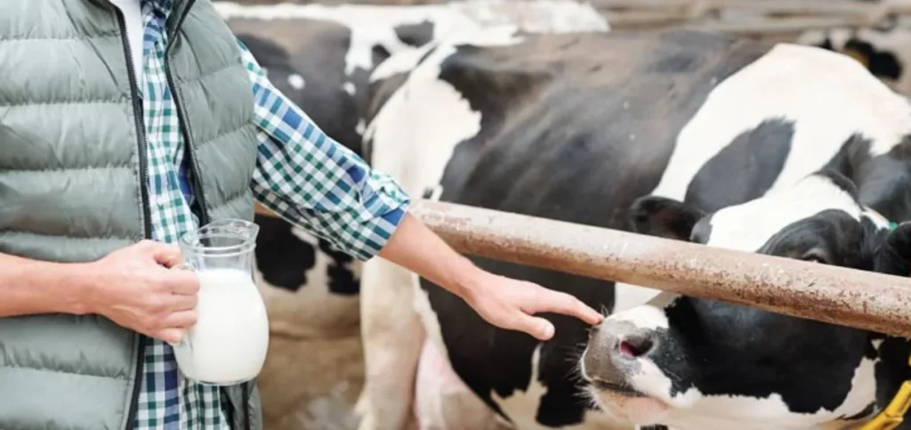 Business Ideas in Punjab - Dairy Farming Business