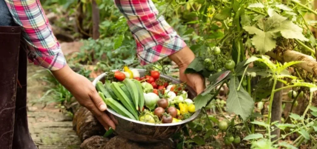 Business Ideas in Punjab - Organic Vegetable Farming