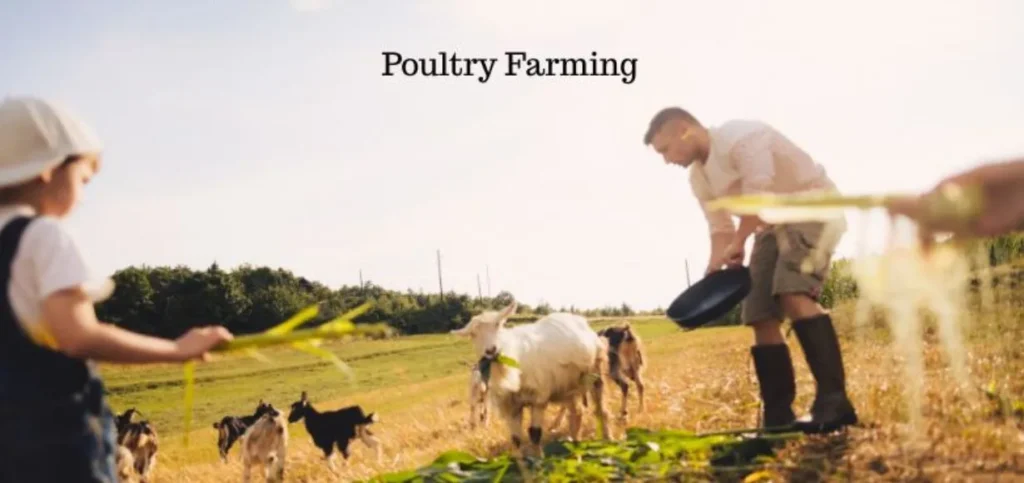 Business Ideas in Punjab - Poultry Farming