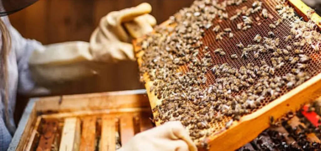 Honey Bee Farming - Business Ideas in Bihar