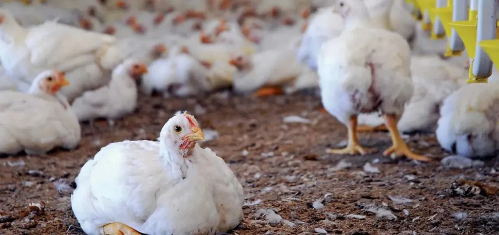 Poultry Farming - Business Ideas in Bihar