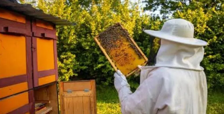 Business Ideas in Assam - Beekeeping & Honey Production