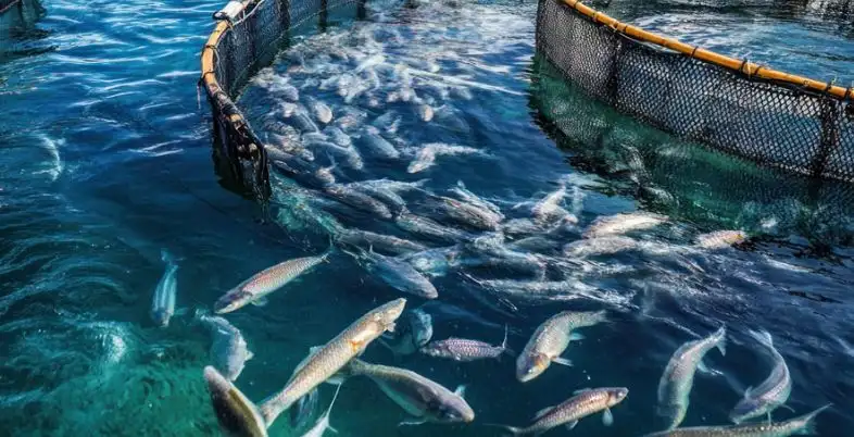 Business Ideas in Assam - Fish Farming