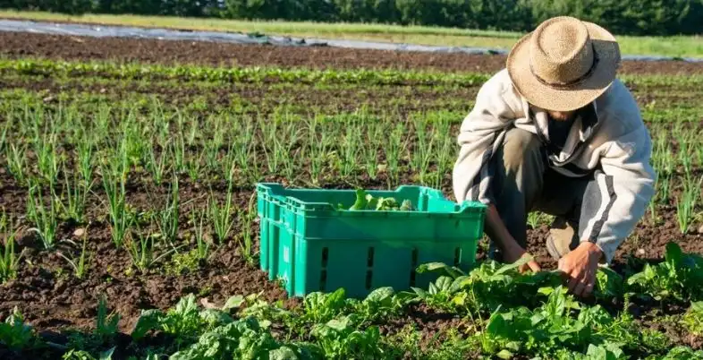 Business Ideas in Assam - Organic Farming