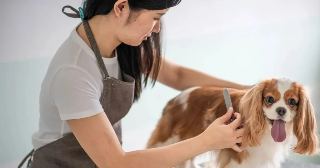 Business Ideas in Mumbai - Pet Care Services